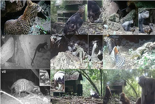 Животные, которые посещают пещеру