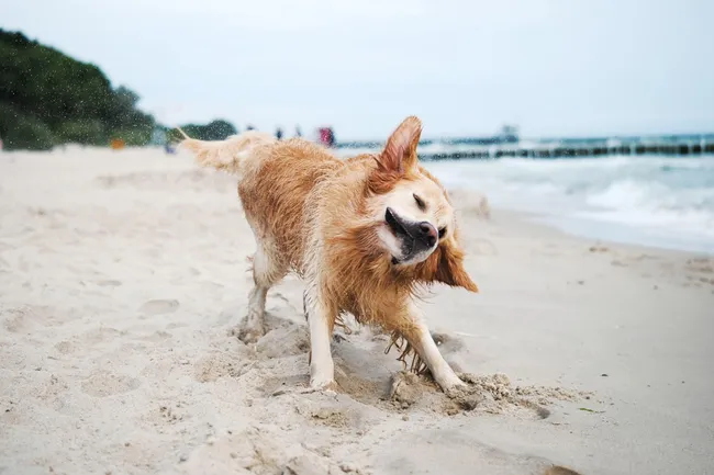 Почему собаки встряхиваются, как только намокнут — и как им удается высохнуть за секунду