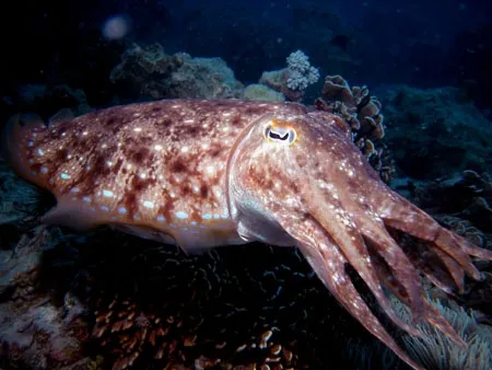 Sepia latimanus