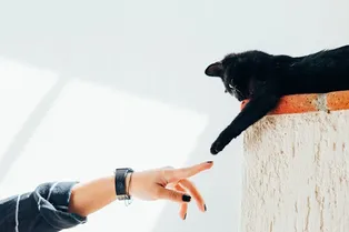 Вы «магнит для кошек»? Ученые объяснили, почему животные выбирают одних людей
