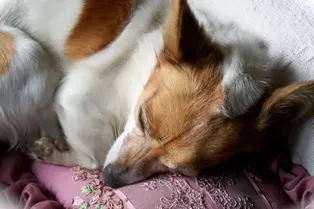 Почему собаки сворачиваются в клубок, когда ложатся спать: объясняем причины странного поведения питомца Почему собаки сворачиваются в клубок, когда ложатся спать: объясняем причины странного поведения питомца