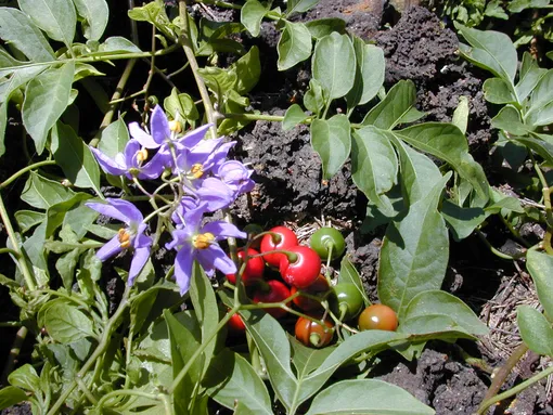 Паслён бразильский, он же Solanum seaforthianum Паслён бразильский, он же Solanum seaforthianum