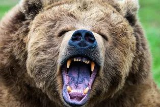 Медведь убил 2 людей на Сахалине! Почему животные нападают и как защититься