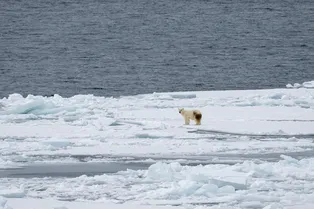 Почему Арктика и Антарктика так называются: неожиданное происхождение слов