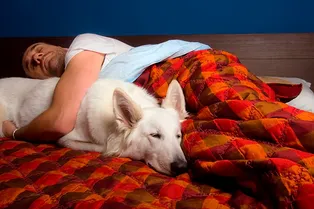 Стоит ли разрешать собаке или кошке спать в одной постели с вами? Мнение ученых Стоит ли разрешать собаке или кошке спать в одной постели с вами? Мнение ученых