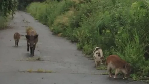 Гибриды в Фукусиме