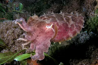 Каракатица «превращается» в коралл: чудеса маскировки моллюсков