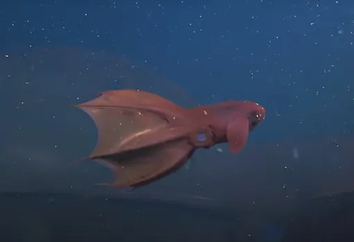Vampyroteuthis infernalis в свободном плавании. Vampyroteuthis infernalis в свободном плавании.