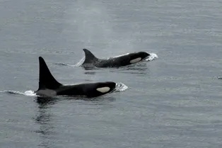 Страшная угроза: кто и как охотится на белых акул