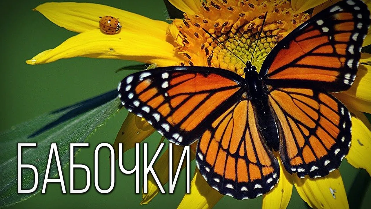 Нажми и смотри