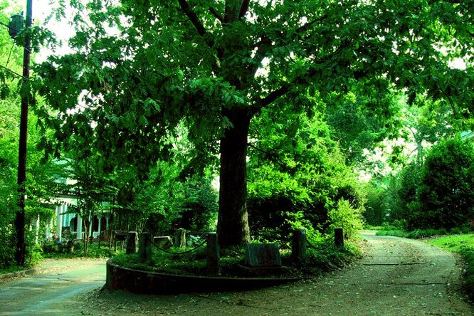 Закон США разрешил дереву владеть собой и землей, на которой оно растет — это последняя воля его прежнего владельца