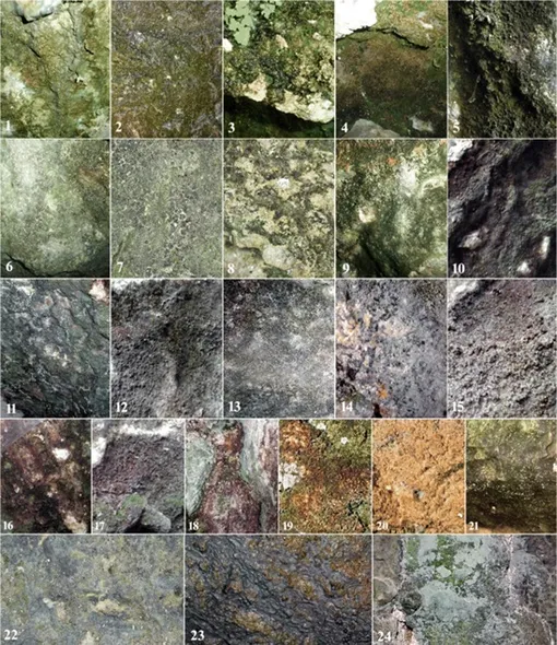 Образцы пещерных биопленок Образцы пещерных биопленок