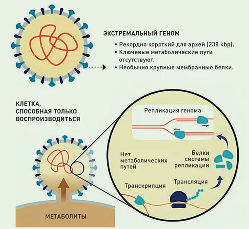 схема деградации микроорганизма из-за паразитического образа жизни схема деградации микроорганизма из-за паразитического образа жизни