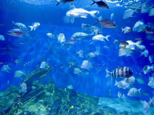 North Carolina Aquarium at Pine Knoll Shores. North Carolina Aquarium at Pine Knoll Shores.