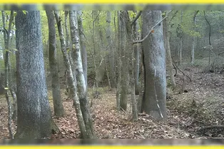 90% людей с идеальным зрением не могут найти здесь оленя, а вы сможете его разглядеть? 90% людей с идеальным зрением не могут найти здесь оленя, а вы сможете его разглядеть?