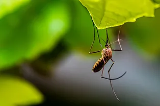 4 цвета, которые любят комары. Вам не следует носить их этим летом!