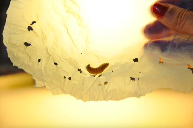 Слюна червя разрушила пластиковые пакеты всего за несколько часов: как такое возможно?