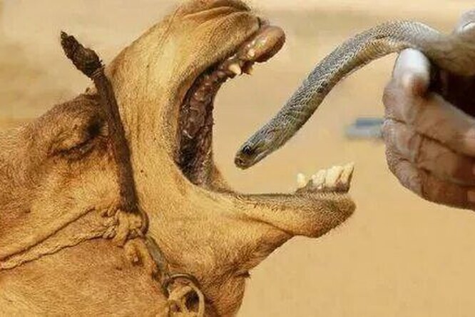 Удивительные верблюды: в чем целительная сила мочи девственницы, зачем им ядовитые змеи и другие факты о верблюдах