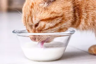 Это пища для котят! Узнайте, почему взрослую кошку нельзя кормить молоком Это пища для котят! Узнайте, почему взрослую кошку нельзя кормить молоком