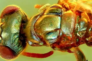 В янтаре найдены потрясающие окаменелости, сохранившие цвет В янтаре найдены потрясающие окаменелости, сохранившие цвет