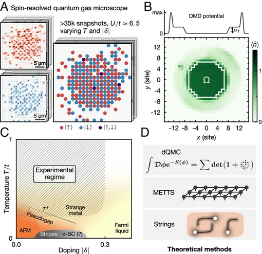 Квантовая симуляция Модель Ферми-Хаббарда (FHM). (A) Примеры экспериментальных снимков, полученных с помощью квантового газового микроскопа с разрешением по спину и заряду. (B) Средняя атомная плотность, изображающая центральную область, над которой проводится анализ, и окружающий резервуар с экспериментально отрегулированным химическим потенциалом (C) Предполагаемая фазовая диаграмма FHM. Заштрихованная область приблизительно отображает режим, доступный для экспериментального оборудования. AFM: область со значительными антиферромагнитными корреляциями. d-SC: предполагаемая сверхпроводящая фаза. (D) Теоретические методы, использованные в данной работе: dQMC, METTS и геометрические строки.