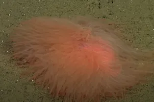 Живые «макароны»: как ученые обнаружили глубоководное существо, похожее на спагетти Живые «макароны»: как ученые обнаружили глубоководное существо, похожее на спагетти