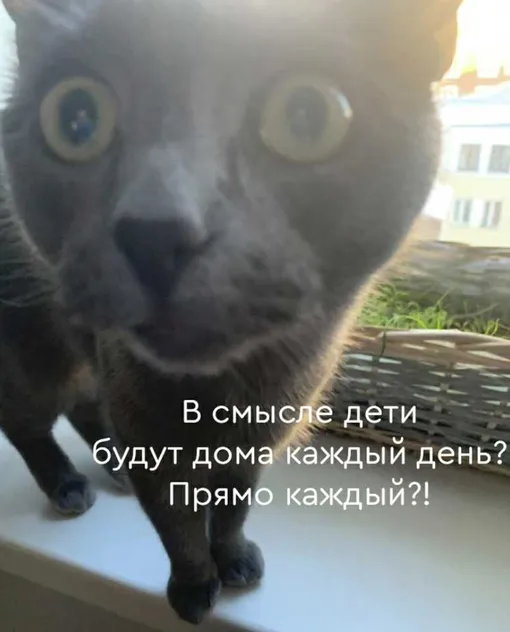 Кот