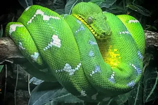 Как формируются новые виды и сколько времени требуется для их появления? Как формируются новые виды и сколько времени требуется для их появления?