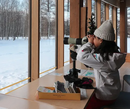 бердвотчинг зимой