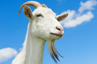 Эйнштейны из мира дикой природы: какие животные самые умные на свете Эйнштейны из мира дикой природы: какие животные самые умные на свете