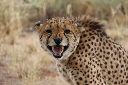 hyena hyena