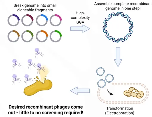 Схема сборки искусственного бактериофага.