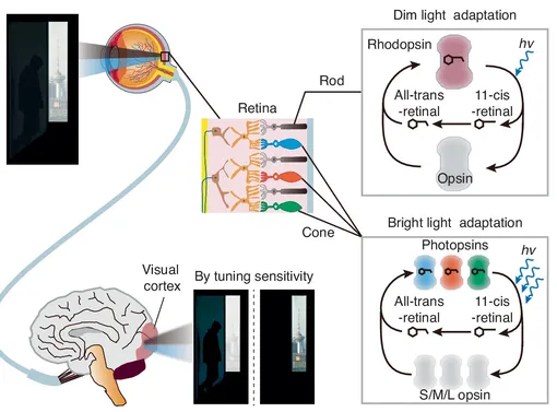 восприятие света