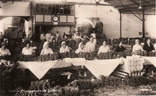 Процесс упаковки бананов, 1910 год