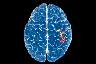 Мозг сохраняет «карту тела» неизменной даже после ампутации