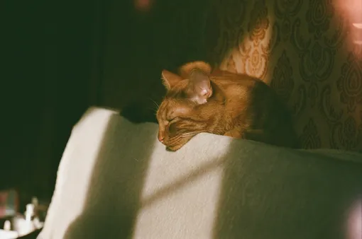 Рыжий кот Рыжий кот