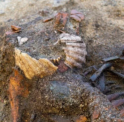 Раковины гребешков на лице женщины-викинга, аккуратно расположенным так, чтобы частично прикрывать рот. / Раковины гребешков на лице женщины-викинга, аккуратно расположенным так, чтобы частично прикрывать рот. /