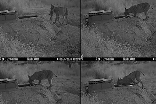 Необычное поведение: ученые увидели, как рыси «замачивают» добычу Необычное поведение: ученые увидели, как рыси «замачивают» добычу