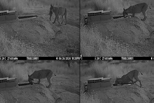 Необычное поведение: ученые увидели, как рыси «замачивают» добычу Необычное поведение: ученые увидели, как рыси «замачивают» добычу