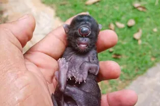 В Бразилии родился котенок-циклоп — посмотрите на редкую аномалию!