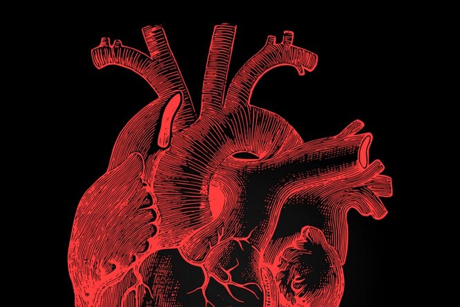 Зачем на человеческом сердце нужны специальные — трабекулы?