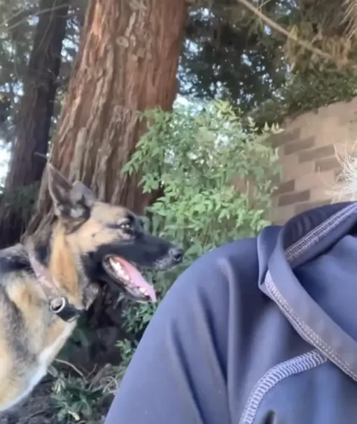 Бездомная собака выбрала себе хозяйку Бездомная собака выбрала себе хозяйку