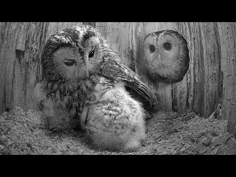 Нажми и смотри