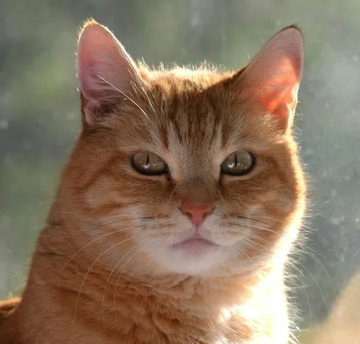 Рыжий котик Рыжий котик