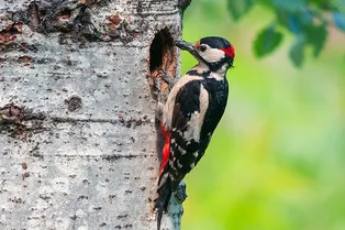 Почему у дятлов не бывает сотрясения мозга: природа обо всем позаботилась! Почему у дятлов не бывает сотрясения мозга: природа обо всем позаботилась!
