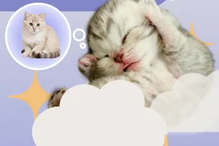 Почему вам снятся знакомые?