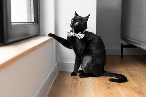 Кошка в квартире, словно птица в клетке: ветеринары раскрывают правду о жизни в замкнутом пространстве Кошка в квартире, словно птица в клетке: ветеринары раскрывают правду о жизни в замкнутом пространстве