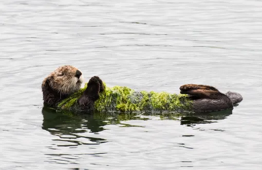 Морская выдра спит