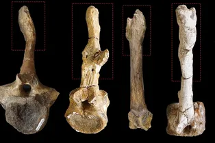 Найден способ отличить самцов и самок динозавров – по «любовным травмам»