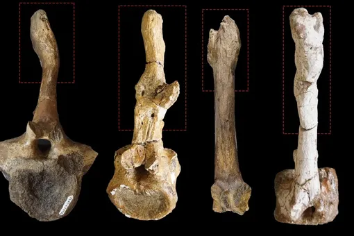 Найден способ отличить самцов и самок динозавров – по «любовным травмам» Найден способ отличить самцов и самок динозавров – по «любовным травмам»